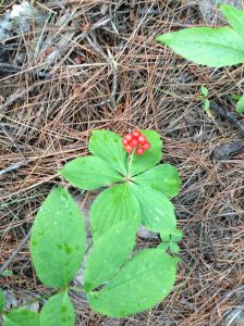 These delicious specimens remained uneaten.