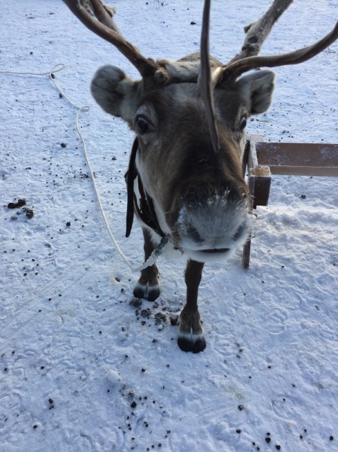 reindeer